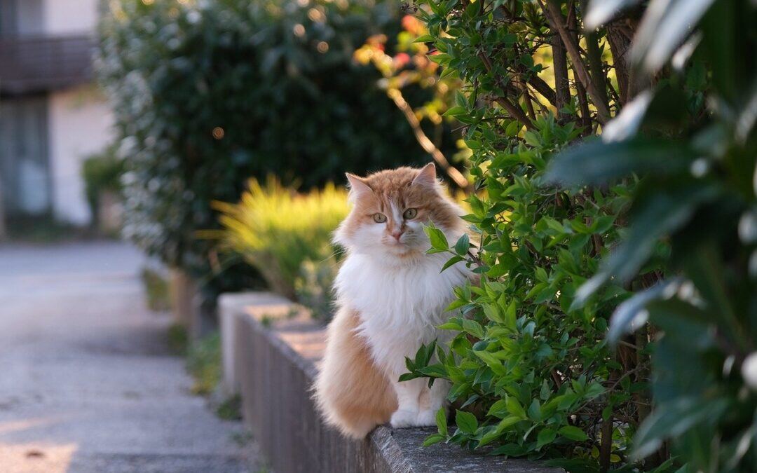 The Rare Incidence of Lyme Disease in Cats: Understanding the Reasons