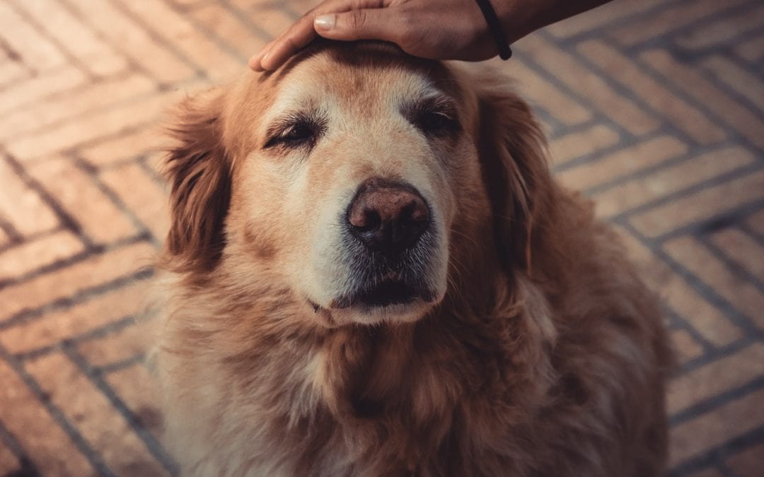 3 Tips to Making Your Senior Pet Happy