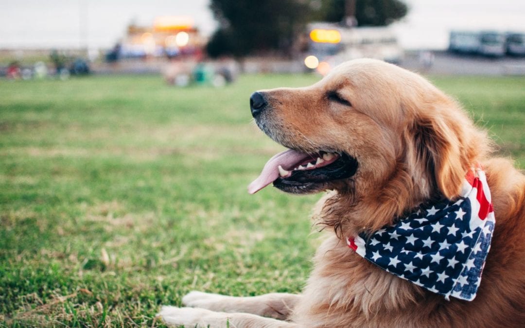 4th of July Barbecue for Your Pet