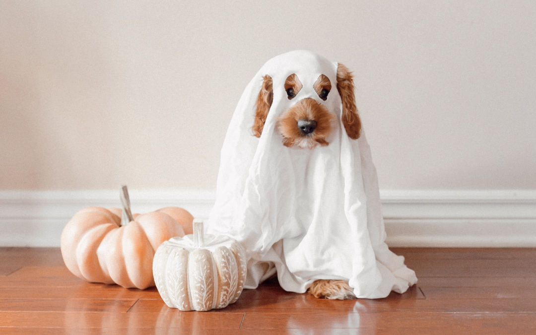 Protecting Your Pet from a Spooky Mishap