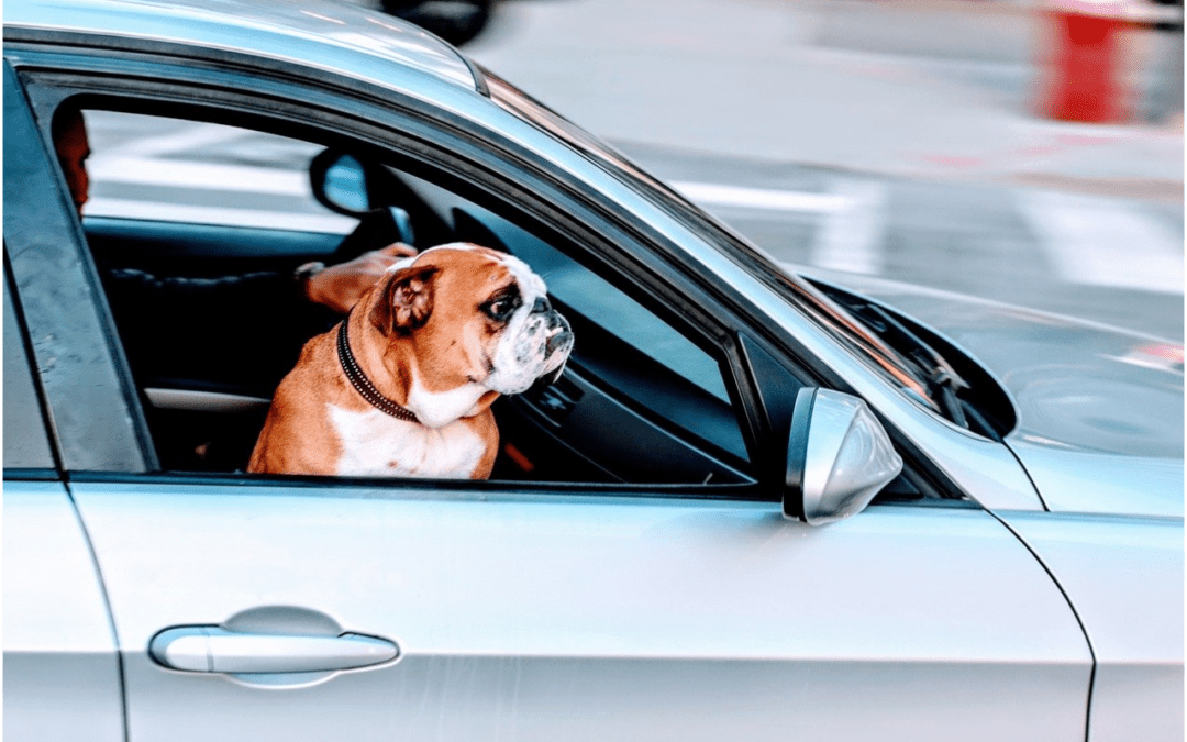 3 Tips to Traveling with Your Pet during Spring Break