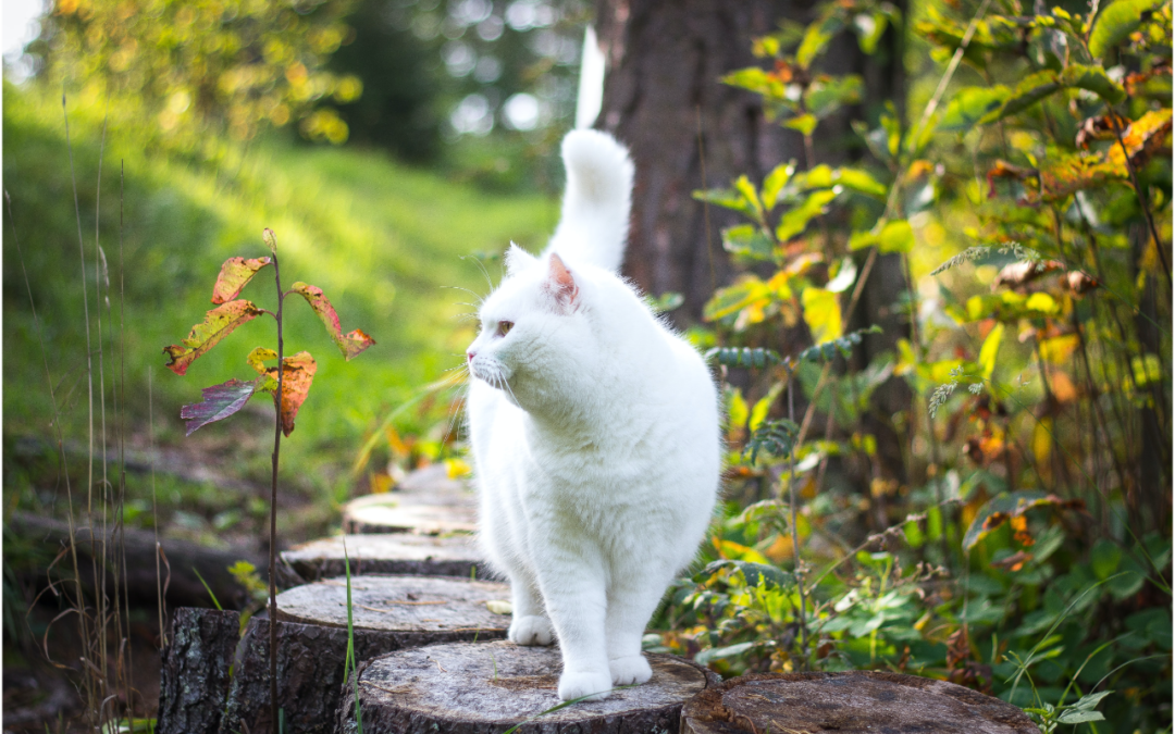 The Dangers of Sunlight: Squamous Cell Carcinoma in Cats