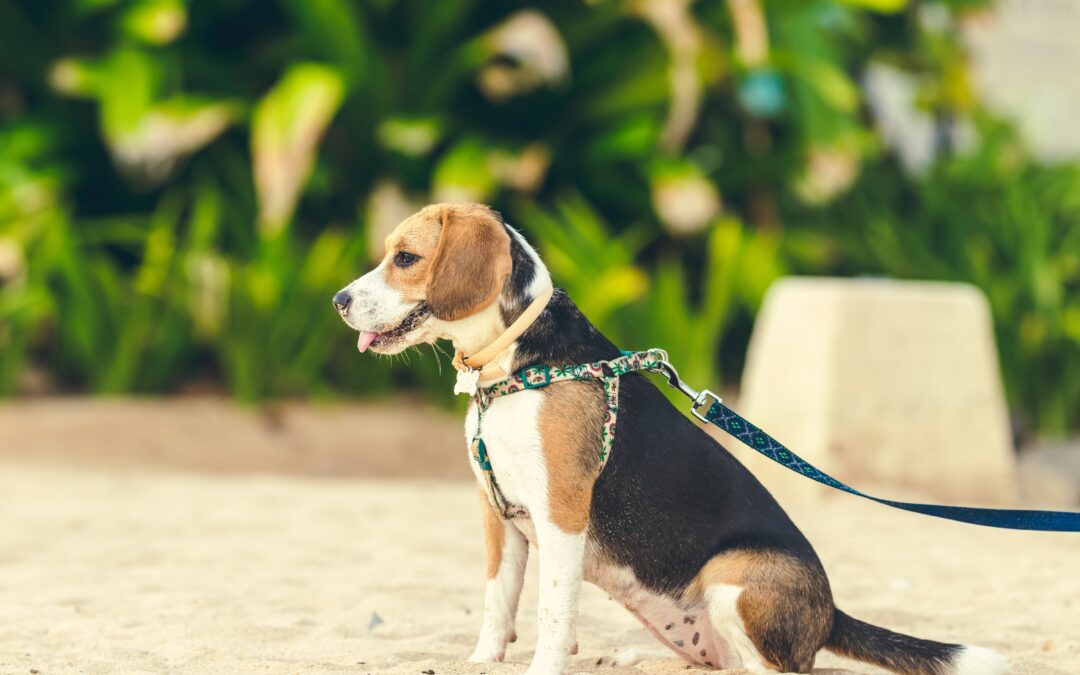 Tips for Keeping Your Furry Friend Safe on Walks