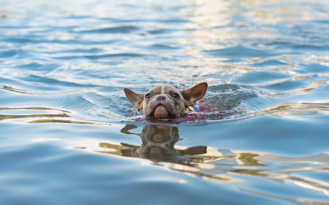 Ensuring Pet Safety While Swimming: Five Tips for a Secure Water Experience