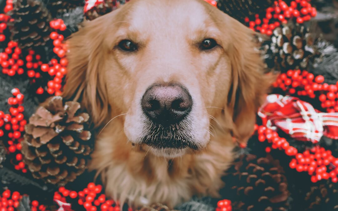 Creating a Home for the Holidays for Your Senior Pet