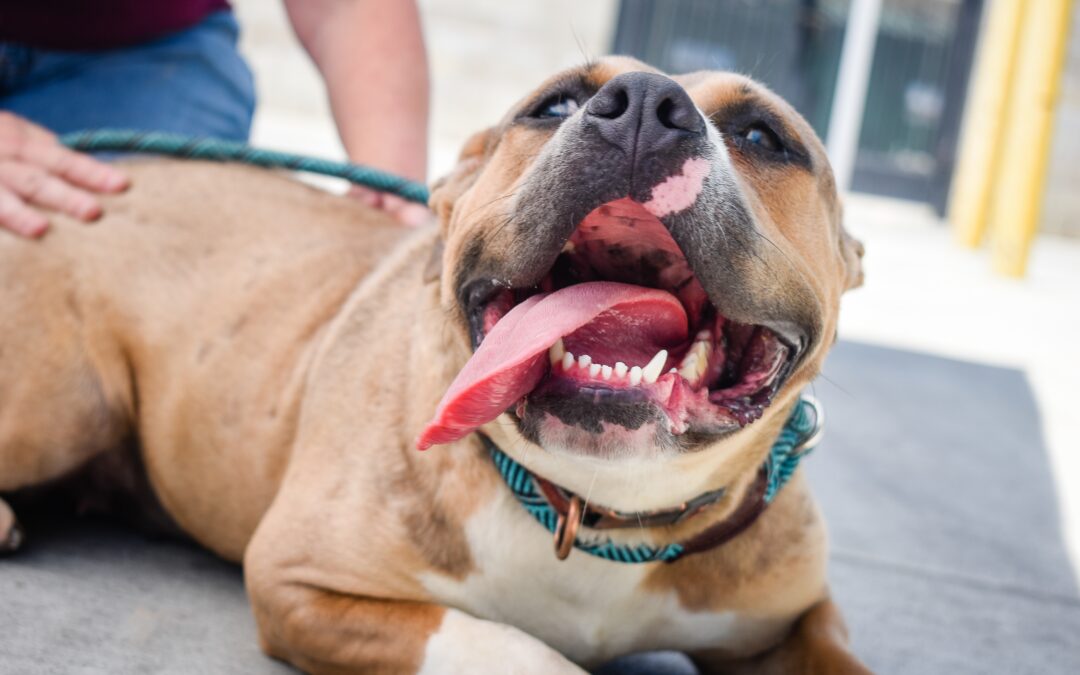 Unveiling Canine Dental Care: More Than Just a Grin