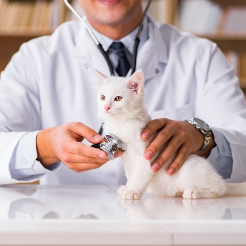 a veterinarian examining a kitten