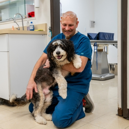 a veterinarian gently holds a dog in a veterinary office