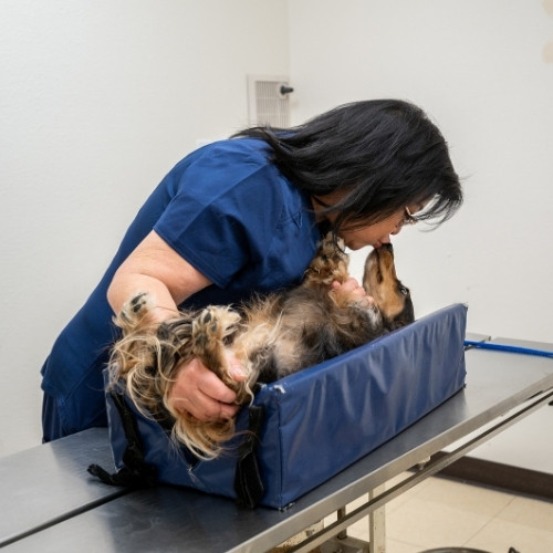 a vet staff petting a dog