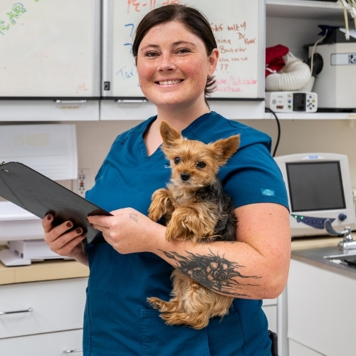 a veterinarian lovingly holds a small dog