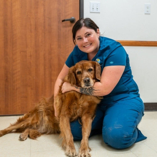 a vet staff gently holds a dog