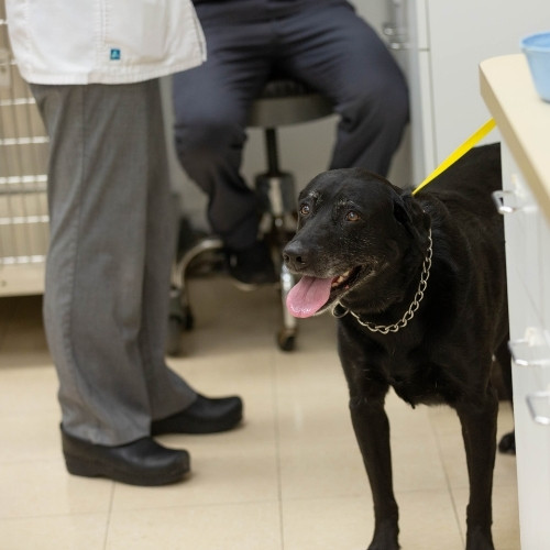 a vet standing besides a black dog